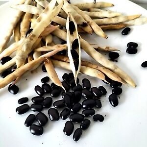 Black Rajma (250 gm)
