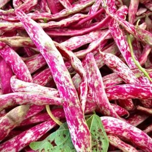 White Rajma (250 gm)