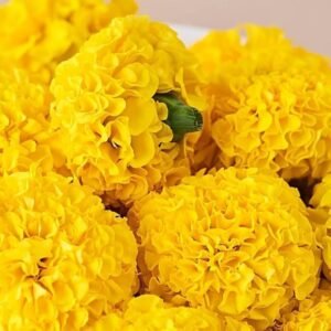 Marigold -yellow (100gm)